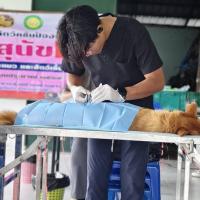 โครงการพระราชดำริสัตว์ปลอดโรคคนปลอดภัย (ทำหมันสุนัขและแมว) ประจำปีงบประมาณ 2569