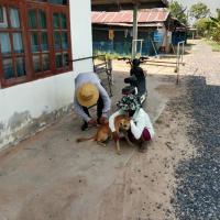 เจ้าหน้าที่กองสาธารสุขออกปฏิบัติหน้าที่ฉีดวัคซีนป้องกันโรคพิษสุนัขบ้า ในพื้นที่ตำบลบ้านยาง