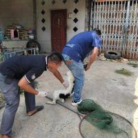 เจ้าหน้าที่กองสาธารสุขออกปฏิบัติหน้าที่ฉีดวัคซีนป้องกันโรคพิษสุนัขบ้า ในพื้นที่ตำบลบ้านยาง