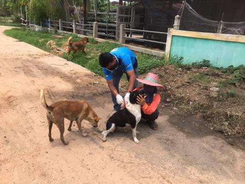 โครงการฉีดวัคซีนป้องกันโรคพิษสุนัขบ้าในสุนัขและแมวและสัตว์เลี้ยง