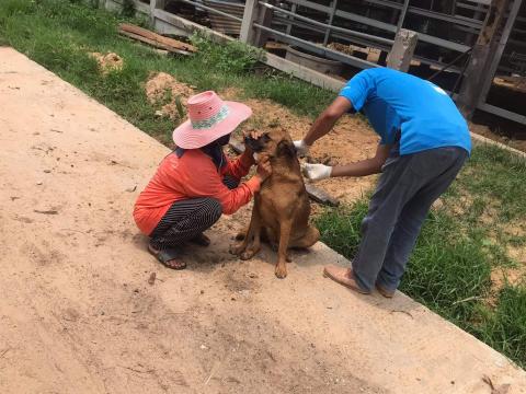 โครงการฉีดวัคซีนป้องกันโรคพิษสุนัขบ้าในสุนัขและแมวและสัตว์เลี้ยง