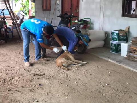 โครงการฉีดวัคซีนป้องกันโรคพิษสุนัขบ้าในสุนัขและแมวและสัตว์เลี้ยง