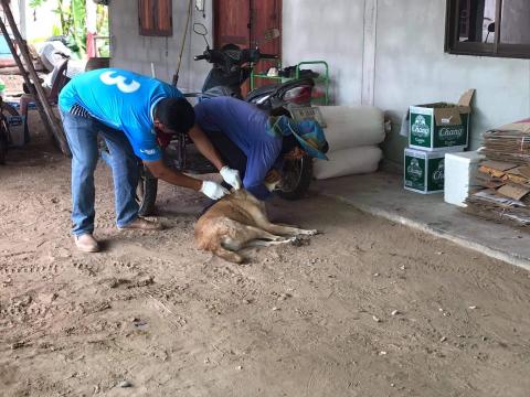 โครงการฉีดวัคซีนป้องกันโรคพิษสุนัขบ้าในสุนัขและแมวและสัตว์เลี้ยง