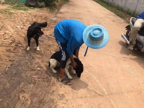 โครงการฉีดวัคซีนป้องกันโรคพิษสุนัขบ้าในสุนัขและแมวและสัตว์เลี้ยง