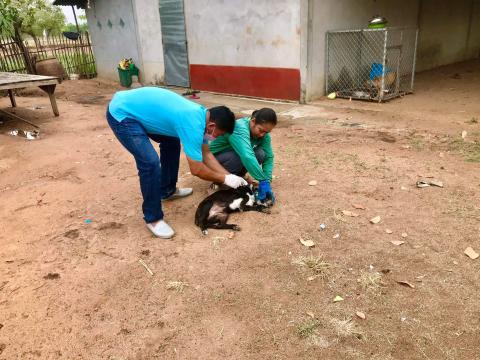 โครงการฉีดวัคซีนป้องกันโรคพิษสุนัขบ้าในสุนัข แมวและสัตว์เลี้ยง องค์การบริหารส่วนตำบลบ้านยาง ประจำปีงบประมาณ 2565