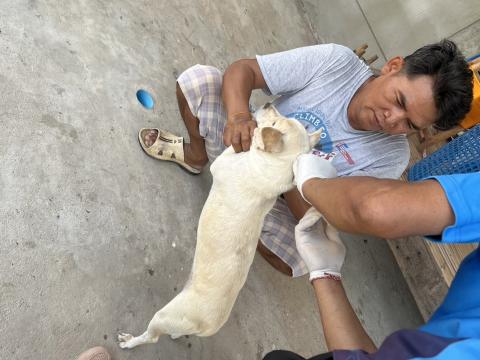 โครงการฉีดวัคซีนป้องกันโรคพิษสุนัขบ้านในสุนัขและแมว และสัตว์เลี้ยง