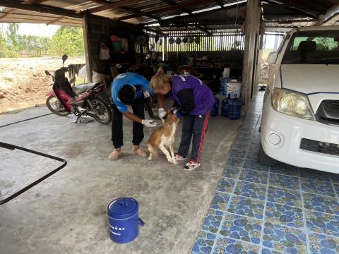 โครงการฉีดวัคซีนป้องกันโรคพิษสุนัขบ้านในสุนัขและแมว และสัตว์เลี้ยง