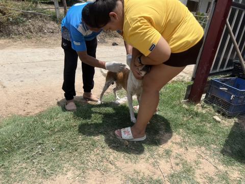 โครงการฉีดวัคซีนป้องกันโรคพิษสุนัขบ้านในสุนัขและแมว และสัตว์เลี้ยง