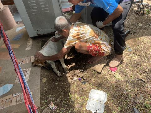 โครงการฉีดวัคซีนป้องกันโรคพิษสุนัขบ้านในสุนัขและแมว และสัตว์เลี้ยง