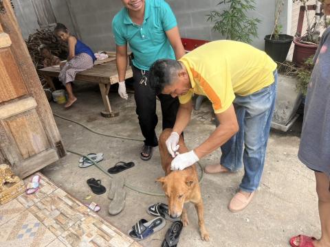 โครงการฉีดวัคซีนป้องกันโรคพิษสุนัขบ้านในสุนัขและแมว และสัตว์เลี้ยง